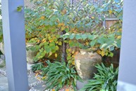 Plunge Pool with Bluestone paving