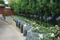 View of Driveway side planting